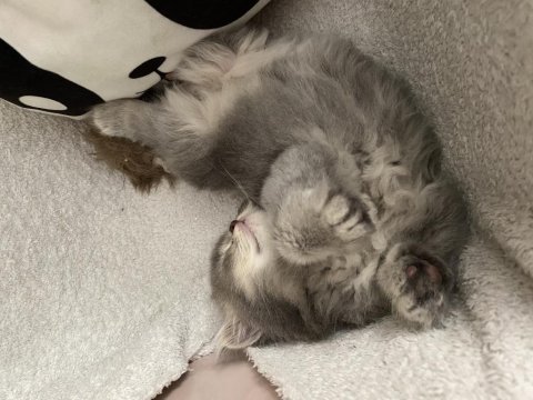 British longhair