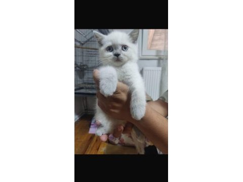 2 aylık mavi gözlü erkek british shorthair