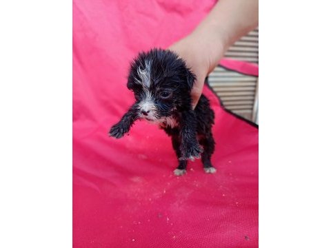 Maltese terrier yavrular