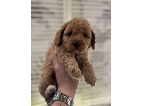 Irk ve sağlık garantili toy poodle