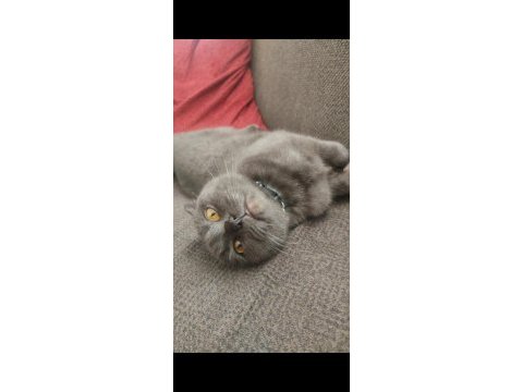 Scottish fold kedim yuva arıyor