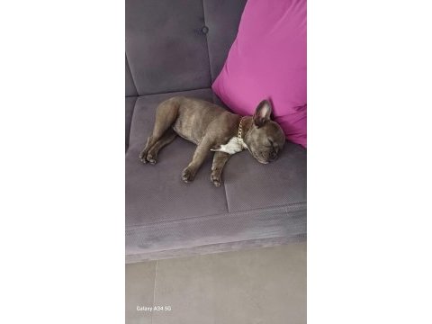Sahiplendirmek üzere 7 aylık french bulldog