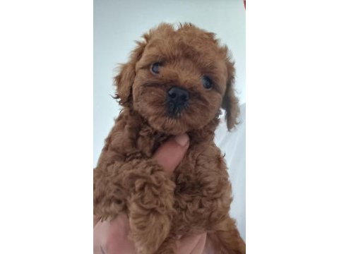 Tuvalet eğitimli uygun toy poodle yavruları