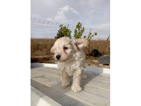 2.5 aylık maltipoo yavruma yuva arıyoruz