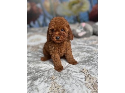 Efsane toy poodle yavruları 