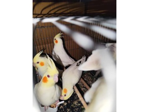 7 adet ev kuşu hobi amaçlı besledim sahiplendirimecek