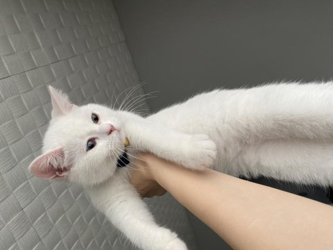 4 aylık aşırı sevecen erkek british shorthair yavru
