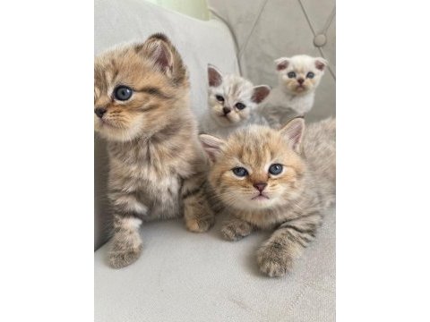 Scottish fold ve british shorthair yavrular