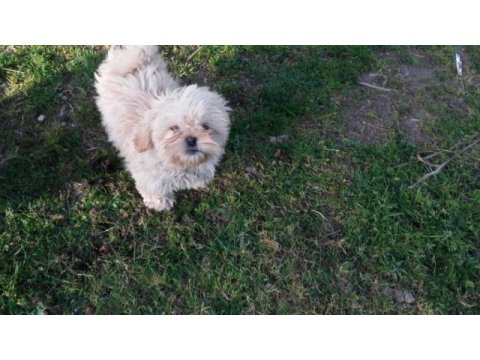 4 aylık shih tzu yavrular