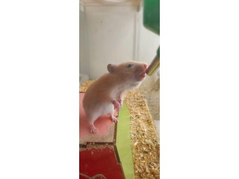 Suriye hamster yavru ve sağlıklı