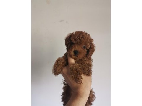 Çiş ve box eğitimli aşıları tam poodle