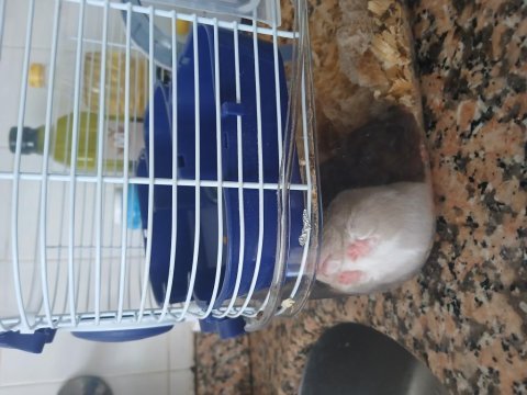 Hamster yavru 1 aylık