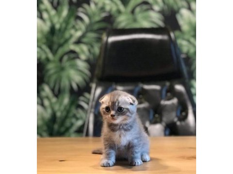 Scottish fold silver yavrularım 