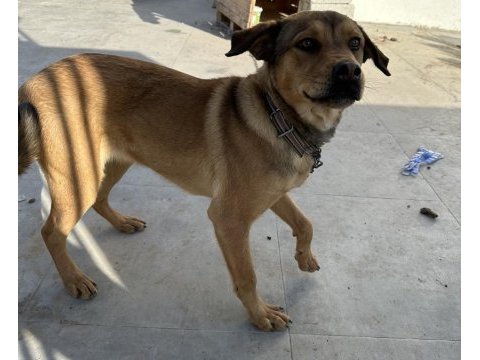 Rottweiler karması köpeğim sahiplendirilecek