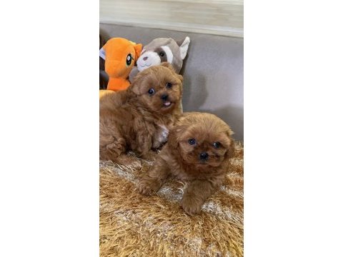 Wc eğitimli aşılı karneli maltipoo yavrularımız
