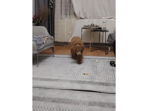 Sevecen güzel köpeğimiz