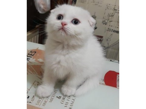 British longhair ve scottish fold kedisi
