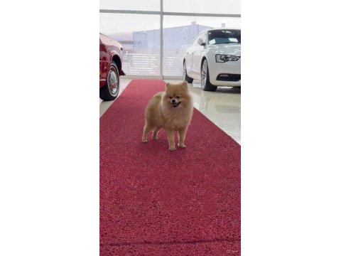 4 aylık pomeranian boo en küçük boy özel ithal