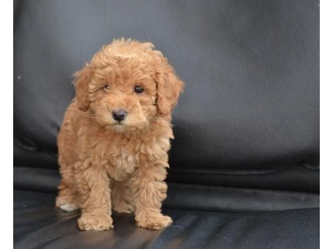 Sevimli toy poodle bebekler