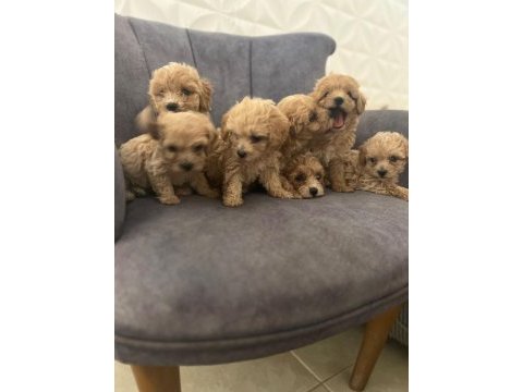 Show kalite teacup dişi maltipoo yavrularımız