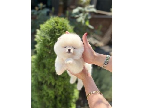 Kusursuz karbeyaz biblo dişi pomeranian