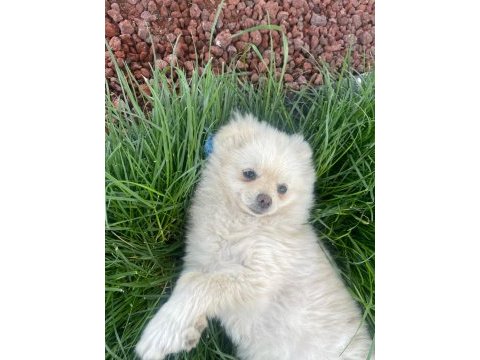 Pomeranian boo 5 aylık