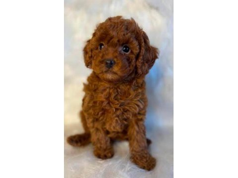 A kalite toy poodle yavrular