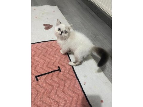 Exotic shorthair safkan orjinal