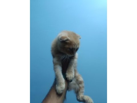 Evin neşesi geldi scottish fold