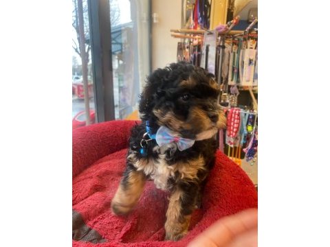 Phantom black tan özel renk poodle yavrum