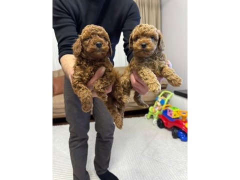 Muhteşem güzellikte orijinal toy poodle yavruları