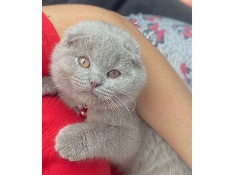 3 aylık erkek scottish fold