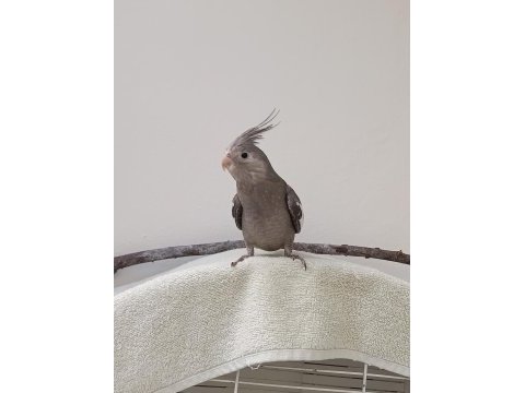 3 aylık sultan papağanı