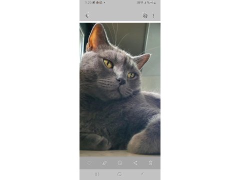 Ücretsiz olarak verilecek british shorthair kedilerim