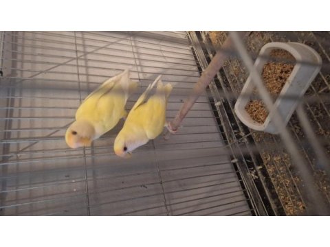 Yavru aldığım kuşlar satılık sevda papağanı