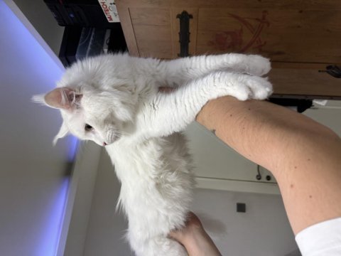 Maine coon kedimize acil yuva arıyoruz