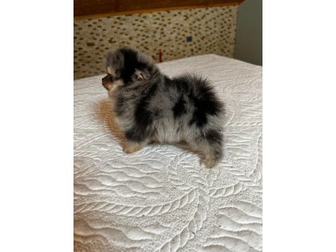 A kalite yurtdışı standartlarında pomeranian boo yavrular