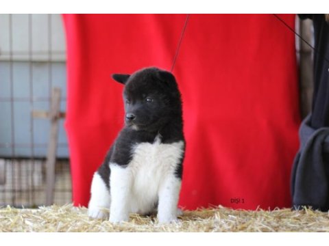 Safkan amerikan akita yavruları