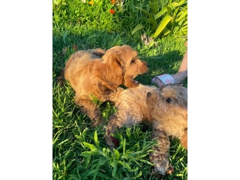 Cockapoo bebekler