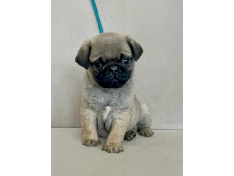Erkek pug yavrumuz yeni ailesini arıyor