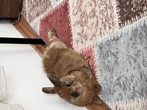 Hollanda cüce tavşanı sahiplendirme