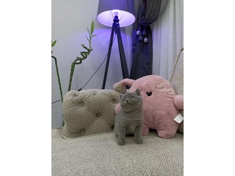 İri gözlü oyuncu yavru british shorthair