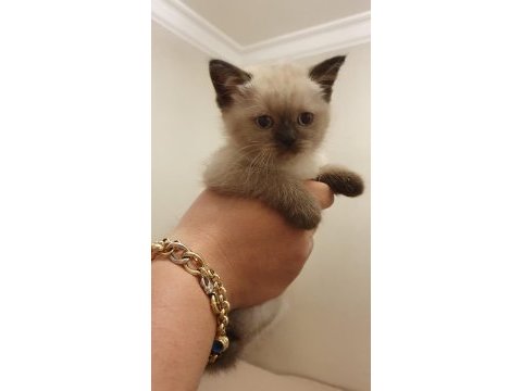 British shorthair yavrularımız sahiplendirilecektir