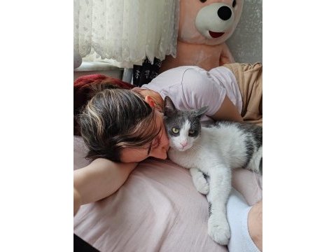 Kedimizin kuyruğu yok kucaktan inmiyor yuva arıyoruz