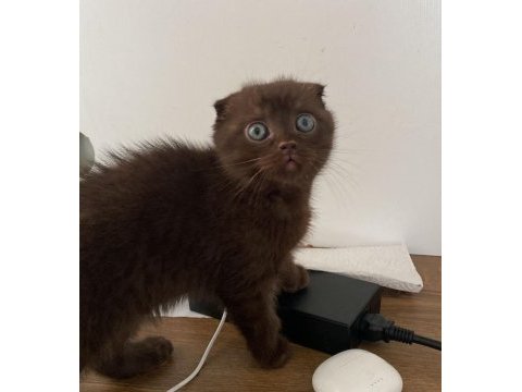 Çikolata renkli scottish fold yavrumuz yuvasını arıyor