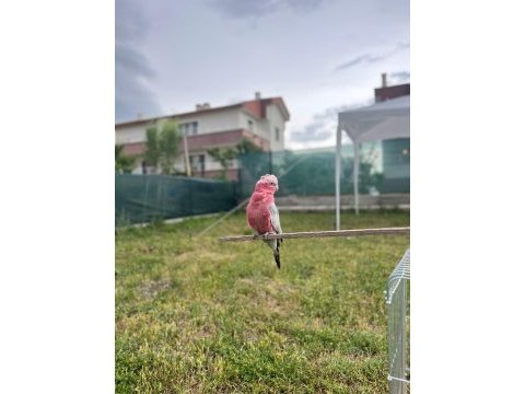 Gül gallah kakadu papağanı