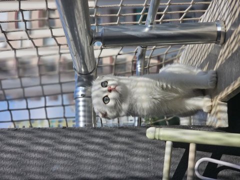 Scottish fold dişi sıfır kulak