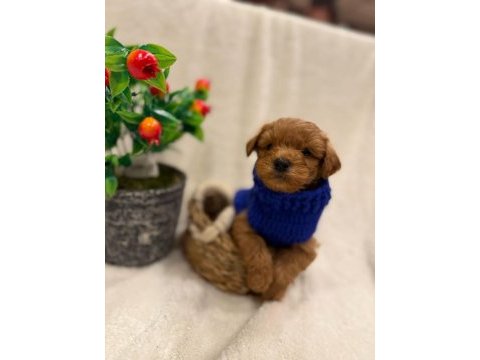 Aşılı maltipoo yavrularda kampanya