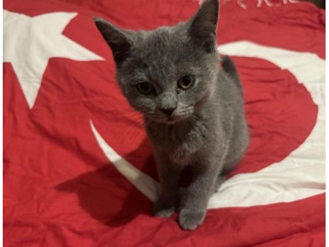 3 aylık çok tatlı uyguna british shorthair