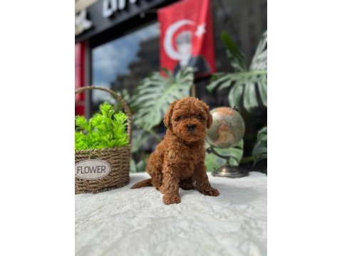 Kore teacup erkek red brown sağlık garantili yavrular